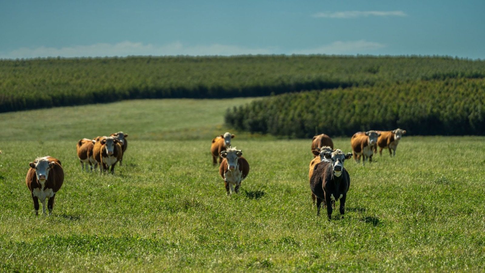 Cattle on pasture with eucalyptus behind