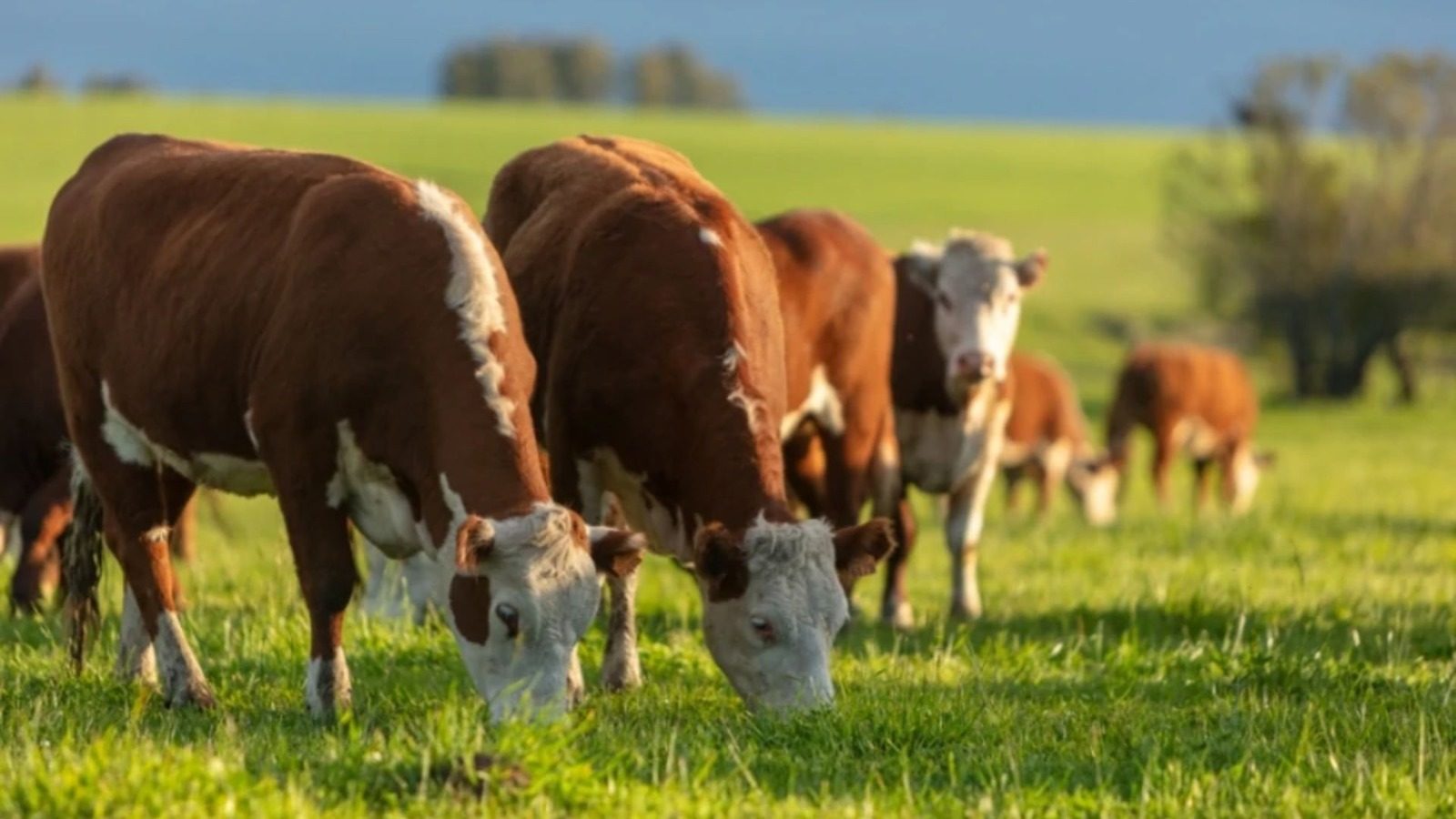Hereford cattle on natural pasture