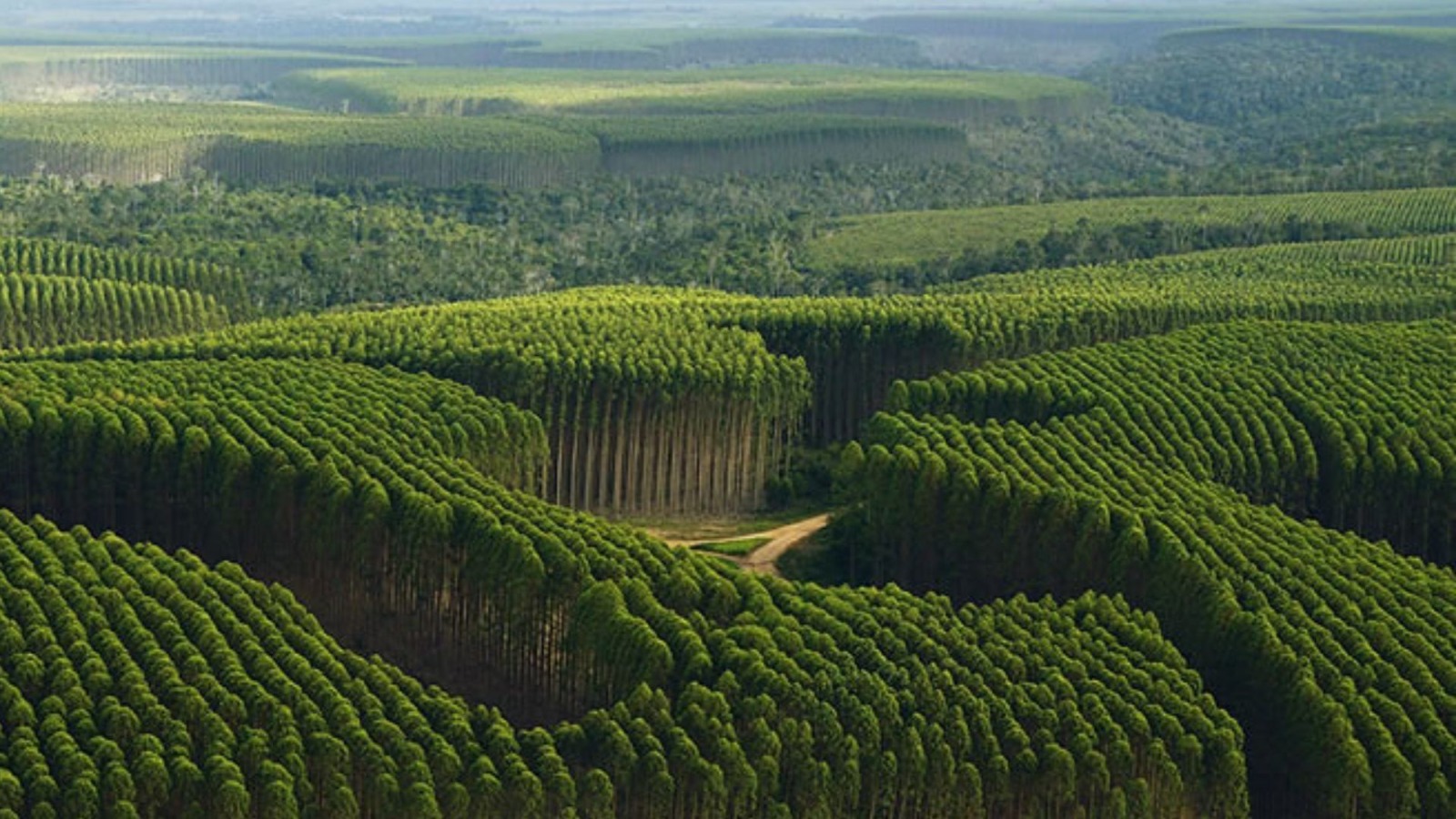 Forstwirtschaft Uruguay