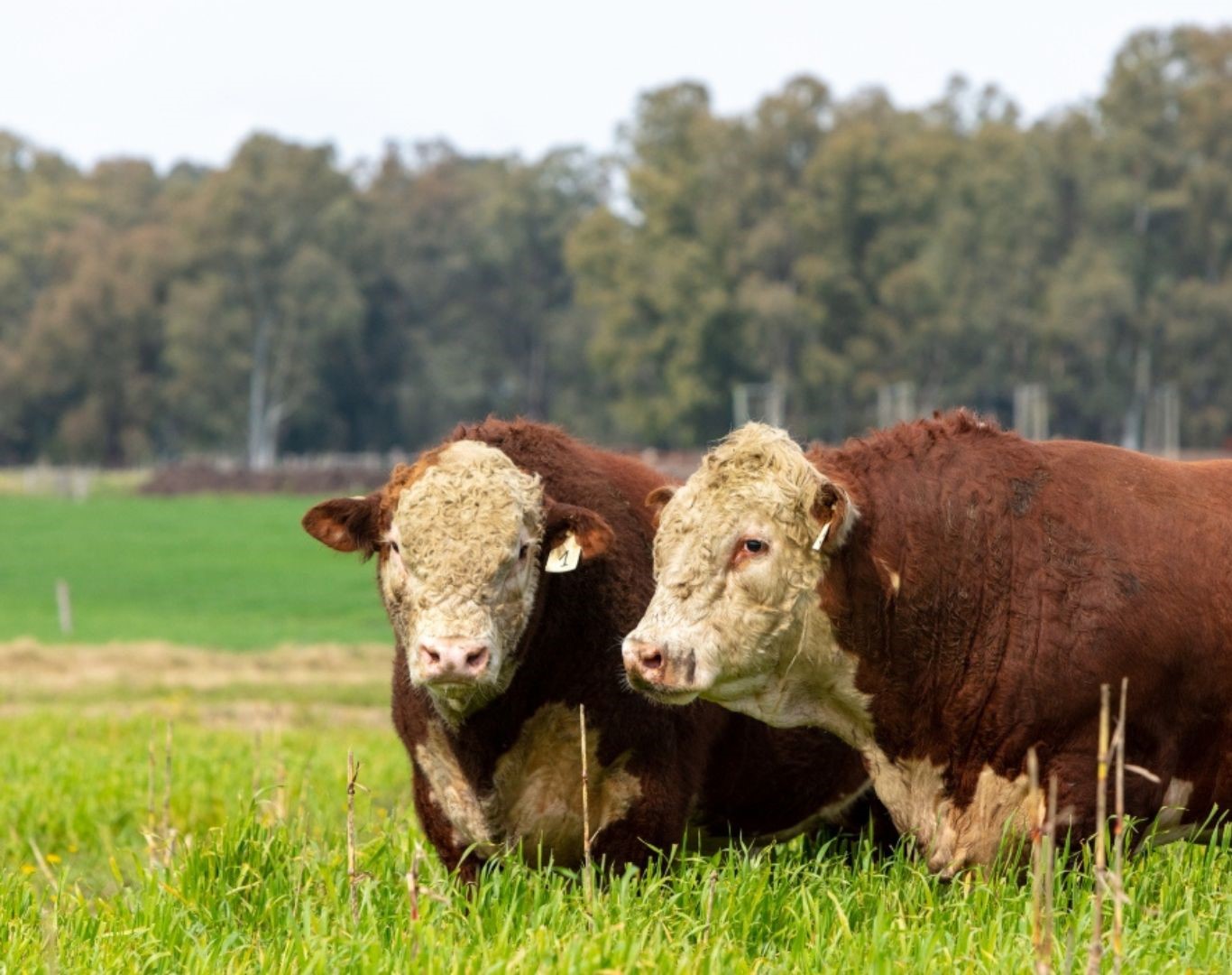 Modell C – Vollverpachtung