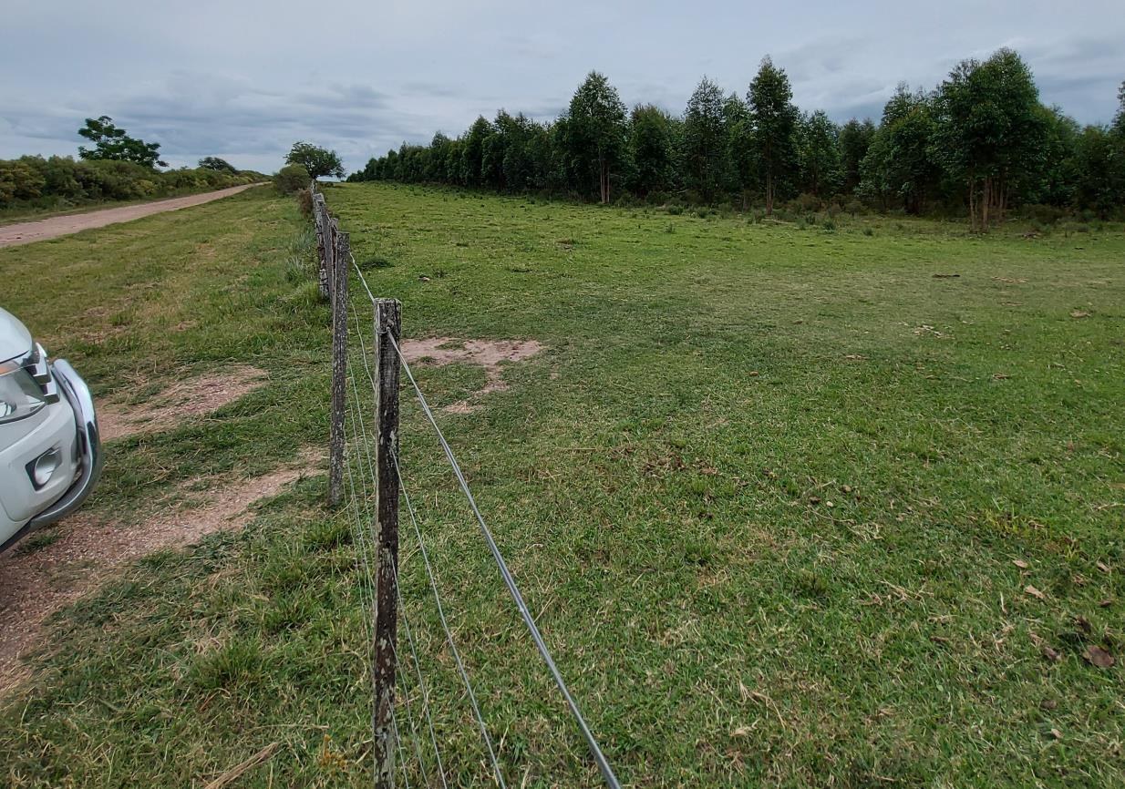 Forst · Eukalyptus-Bestand